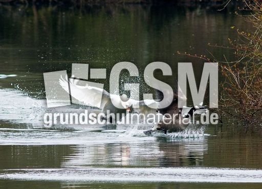 Kanadagans (11 von 15).jpg